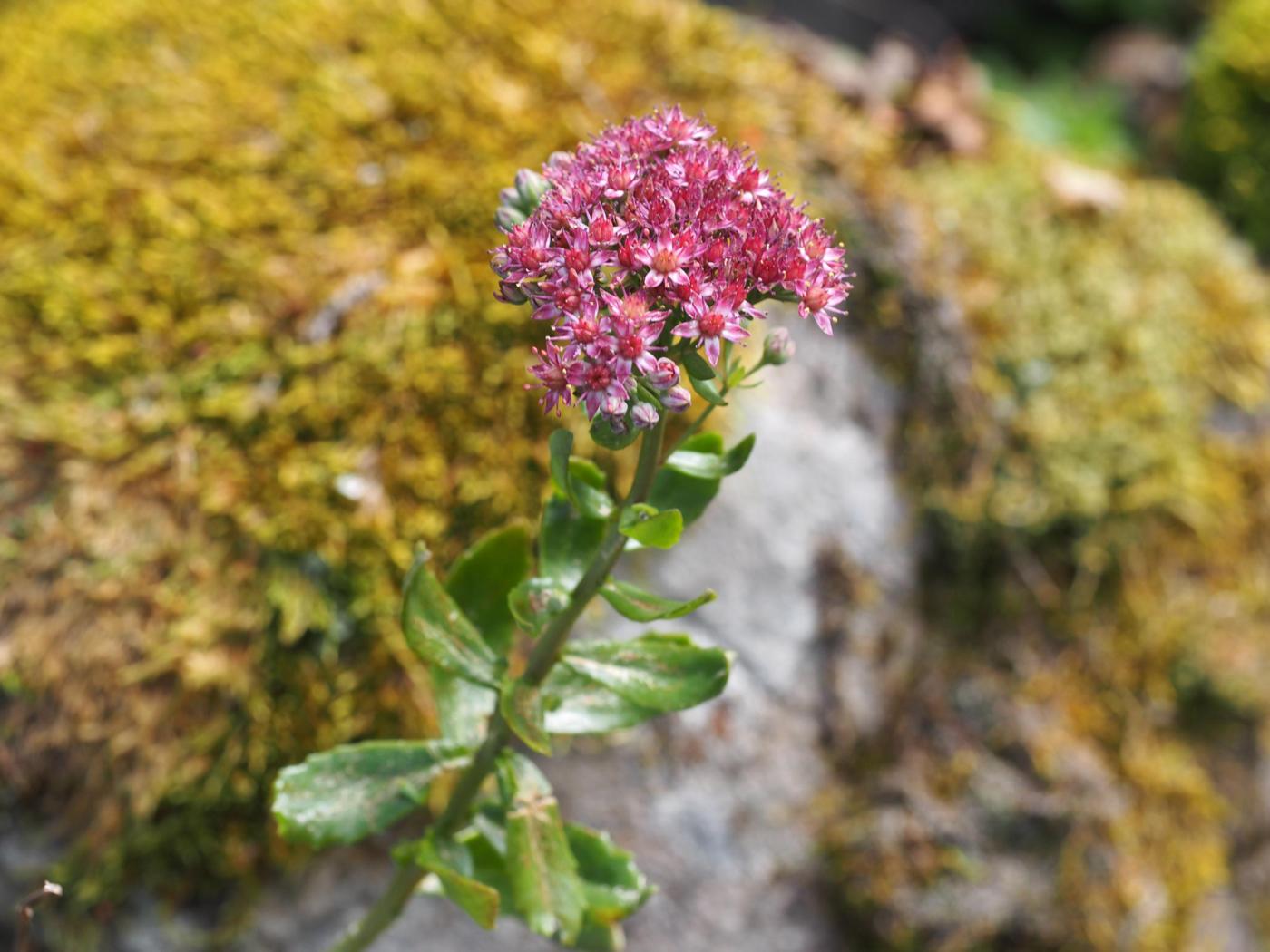 Orpine, Livelong plant